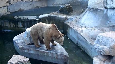 Zoo du Belvédère, Tunisia   YouTube