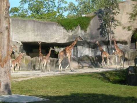 Zoo du Bois de Vincennes Paris France   Les girafes   YouTube