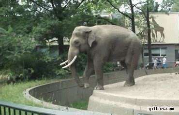 Zoo Elephant Sprays Mud On Visitor | Best Funny Gifs ...