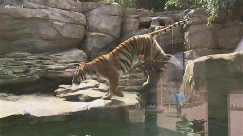 Zoo Knoxville is in the running for best exhibit and it ...