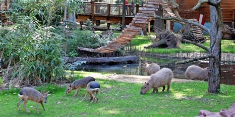 Zoo Leipzig: Das sind die Tiere in der neuen Südamerika Anlage