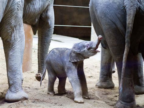 Zoo Leipzig: Elefantenkuh Rani hat einen kleinen Bullen geboren ...
