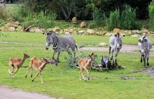 Zoo Leipzig feiert 10 Jahre Kiwara Savanne – Entdeckertage Afrika am 5 ...