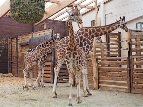Zoo Leipzig freut sich über doppelten Zuwachs in der Kiwara Savanne ...