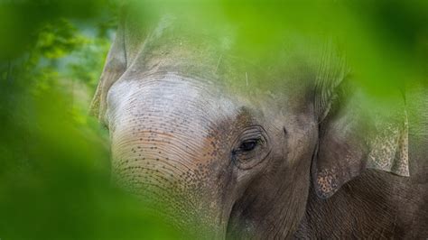 Zoo Leipzig hält an Elefantenzucht fest | Regional | BILD.de