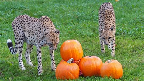 Zoo Leipzig: Herbstferien 2022 mit Halloween Spektakel