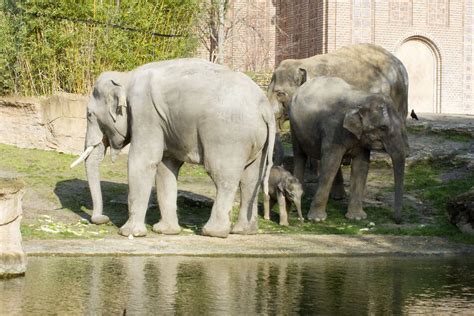 Zoo Leipzig in großer Not:  Unsere Tiere müssen gefüttert werden!  | TAG24