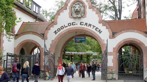 Zoo Leipzig: Löwen ausgebrochen   ein Tier erschossen   Berliner Morgenpost