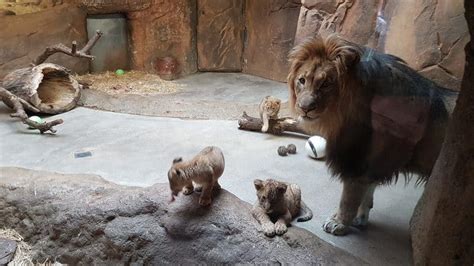 Zoo Leipzig: Majo kümmert sich gut um die Löwenjungtiere | Freizeitpark ...