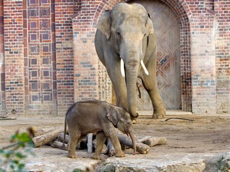 Zoo Leipzig sucht einen Namen für Elefantenkalb   LEIPZIGINFO.DE