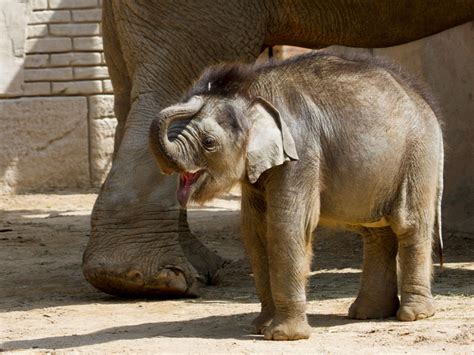 Zoo Leipzig sucht Namen für Elefantenkalb   LEIPZIGINFO.DE