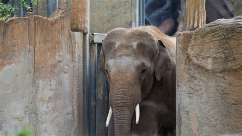 Zoo Leipzig: Unfall oder Attacke? Elefant verletzt Pfleger   Klinik ...