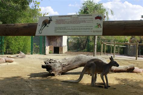 Zoo Madrid Horarios Y Precios   SEONegativo.com