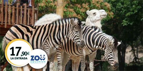 Zoo Madrid   Tu entrada por solo 17,90€ | Carné de Estudiante Internacional