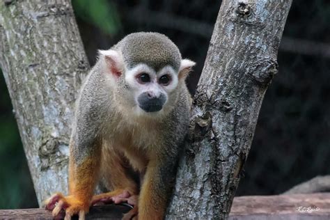 Zoo Miami Common Squirrel Monkey Saimiri sciureus ...