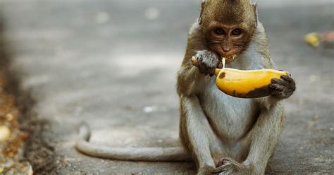 Zoo monkeys banned from eating BANANAS because they are ...