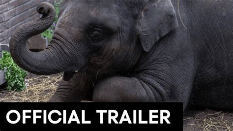 ZOO OFFICIAL MOVIE TRAILER [HD]   YouTube