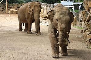 Zoo Osnabrück | Doppelter Nachwuchs bei Elefanten erwartet