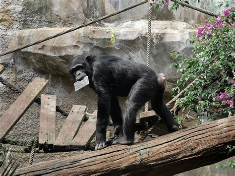 Zoo Osnabrück | Erkennen sich Osnabrücker Affen im Spiegel?