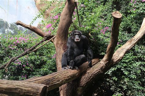 Zoo Osnabrück | Schimpansenmännchen neu im Zoo