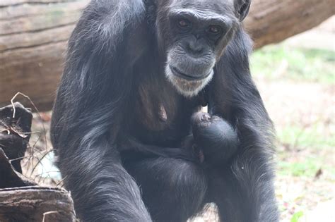 Zoo Osnabrück | Zuchterfolg in Schimpansengruppe