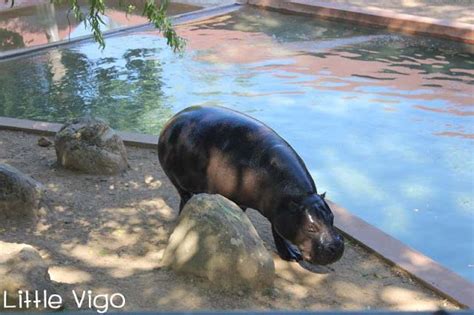 ZOO SANTO INÁCIO EN OPORTO Little Vigo