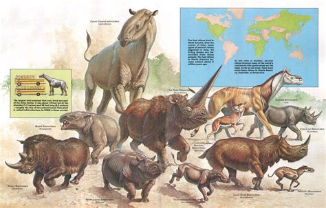 zoobooks rhinos | Prehistoric wildlife, Ancient animals, Extinct animals