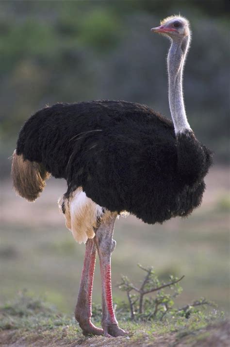 Zookeeper beats ostrich to death — blames pony   New York ...