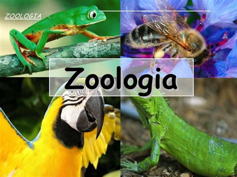 Zoologia pronto tassi e paula