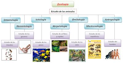 Zoología: Ramas de la zoología