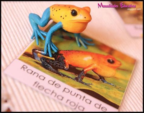 Zoologia – Tipos de ranas – Creciendo Con Montessori
