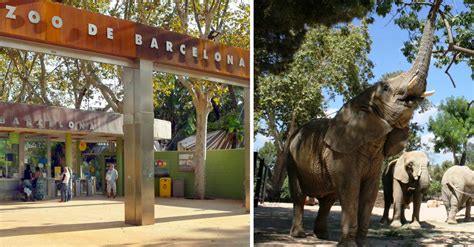 Zoológico de Barcelona cierra para convertirse en el ...