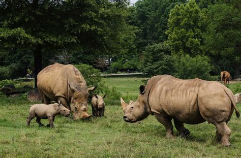 Zoológico de Carolina del Norte protege animales ante llegada de ...