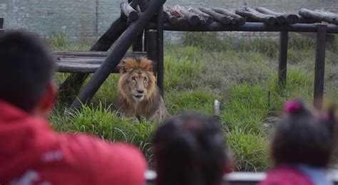 Zoológico De Córdoba | En fotos: el león Tango en el Zoo de Córdoba ...