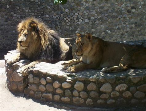 Zoológico de Córdoba: Presentan un amparo   El Diario de Carlos Paz