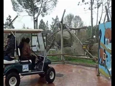 Zoológico de Madrid 2013 visita en coche   YouTube