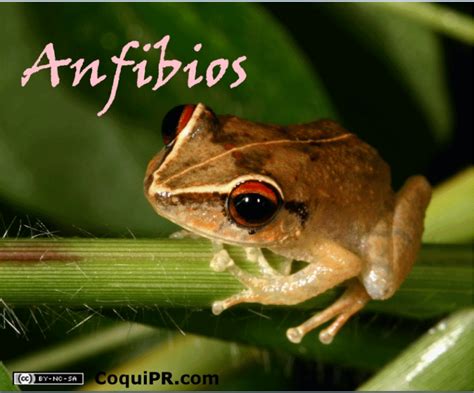 ZOOLOGICO DE MORELIA: Anfibios
