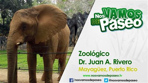 Zoologico Dr. Juan A. Rivero, Mayagüez, P.R. YouTube