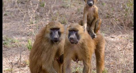 Zoológico francés expulsó a decenas de monos por ...
