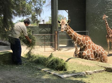 Zoológico Guadalajara: Animales resienten ausencia de visitantes ...