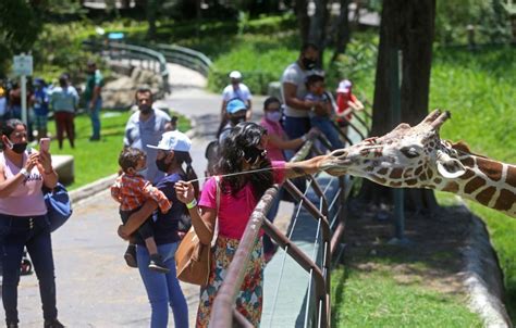 Zoológico Guadalajara incrementará aforo de acuerdo al ...