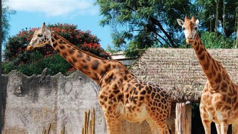 Zoológico La Aurora abre nuevamente sus puertas al público en Guatemala