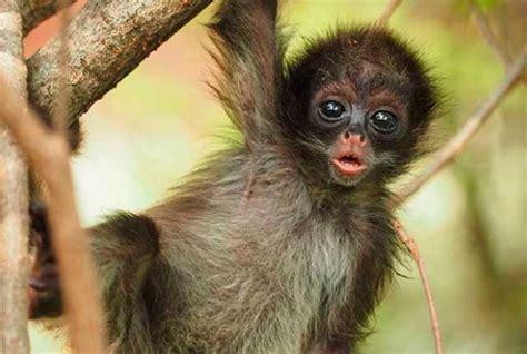 Zoológico Santa Fe celebra el nacimiento de un mono araña ...