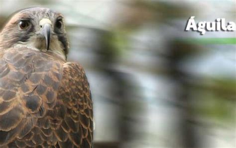 Zoológico Santacruz | Aves Carnívoras