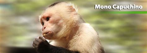 Zoológico Santacruz | Mono Capuchino