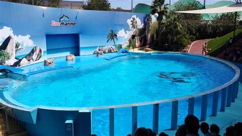 ZooMarine Guia Algarve Dolphin Show 2013   YouTube