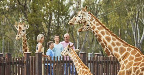 Zoos And Wildlife NSW   Plan a Holiday   Animal Experiences & Wildlife