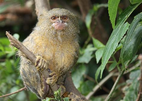 Zoos del Mundo   Titi Pigmeo  Callithrix pygmaea    Fotografia