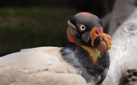 Zopilotes: las aves con ántrax y cólera en sus intestinos que comen ...
