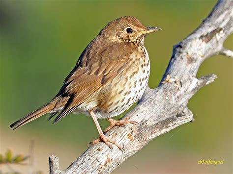 Zorzal común.  Turdus philomelos   25  | Zorzal común ...